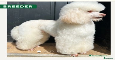 Cavapoo dogs - Advert 3