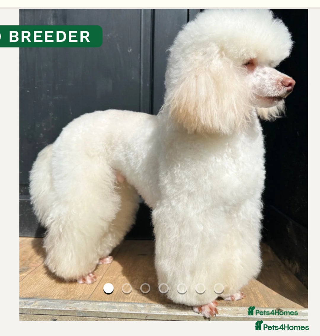 Cavapoo dogs for sale: F1B Cavapoo waiting list  - Image 3