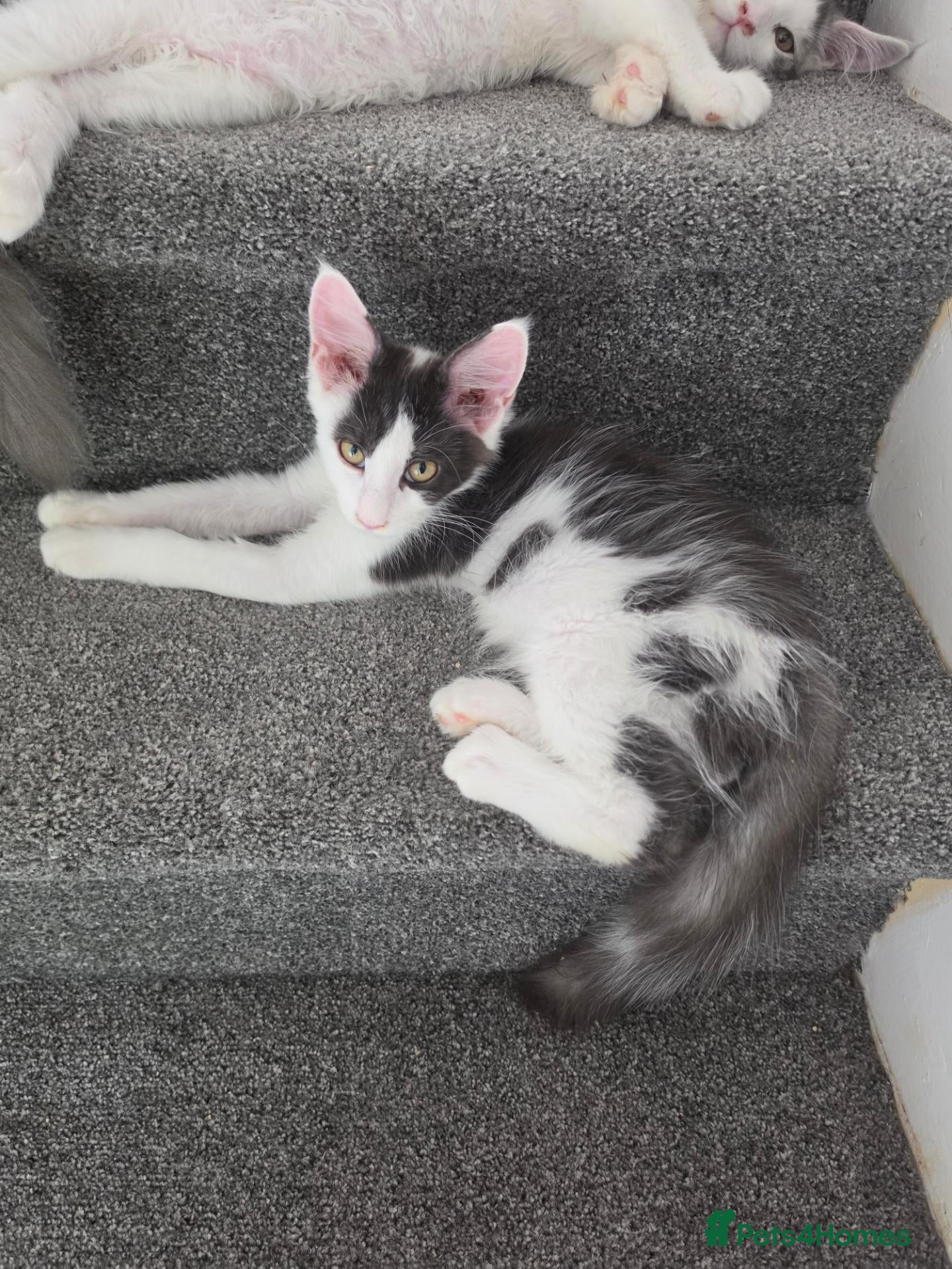 Maine Coon cats TICA REGISTERED STUNNING KITTENS  - Advert 8