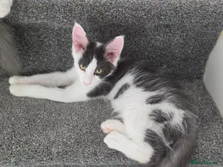 Maine Coon cats TICA REGISTERED STUNNING KITTENS - Advert 8