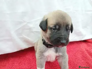 Turkish Kangal dogs PEDIGREE TURKISH KANGAL PUPPIES - Advert 17