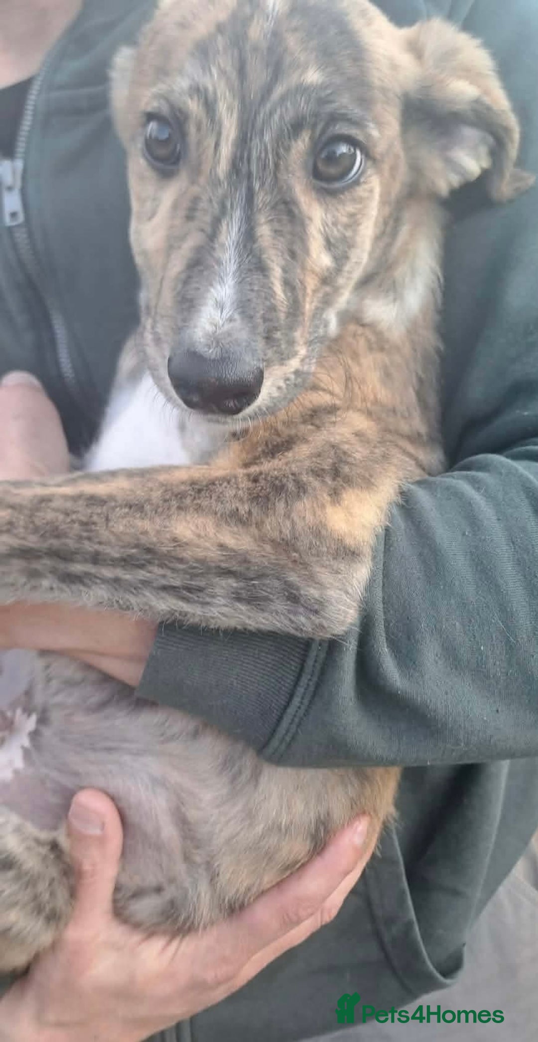 Mixed Breed dogs for adoption: Taz needs a loving home  - Advert 5