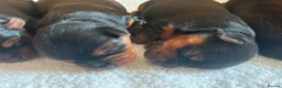 Yorkshire Terrier dogs for sale: Yorkshire Terrier 🐶 🐶 🐶 🐶 🐶  - Advert 11