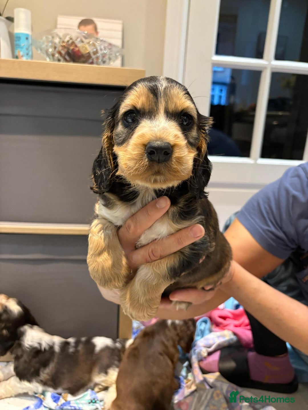 Cocker Spaniel dogs for sale: Pure show type KC reg DNA health test  - Advert 11