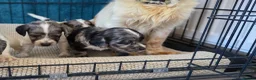 Cocker Spaniel dogs for sale: Working cocker spaniel onlt 2 left - Advert 10