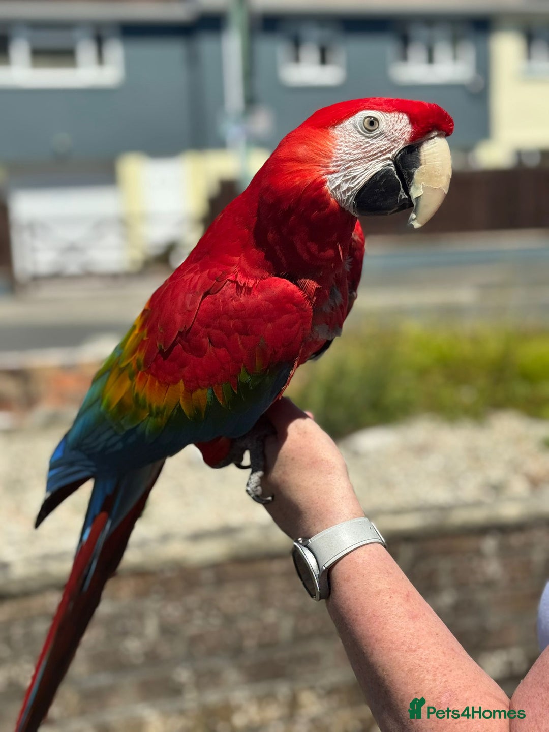 Parrots birds for sale: Various parrots available check description  - Advert 11