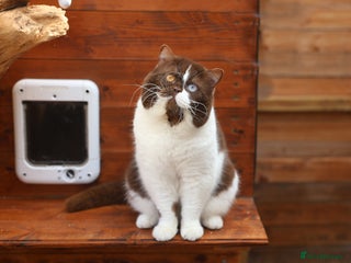 British Shorthair cats in Chigwell - Advert 14