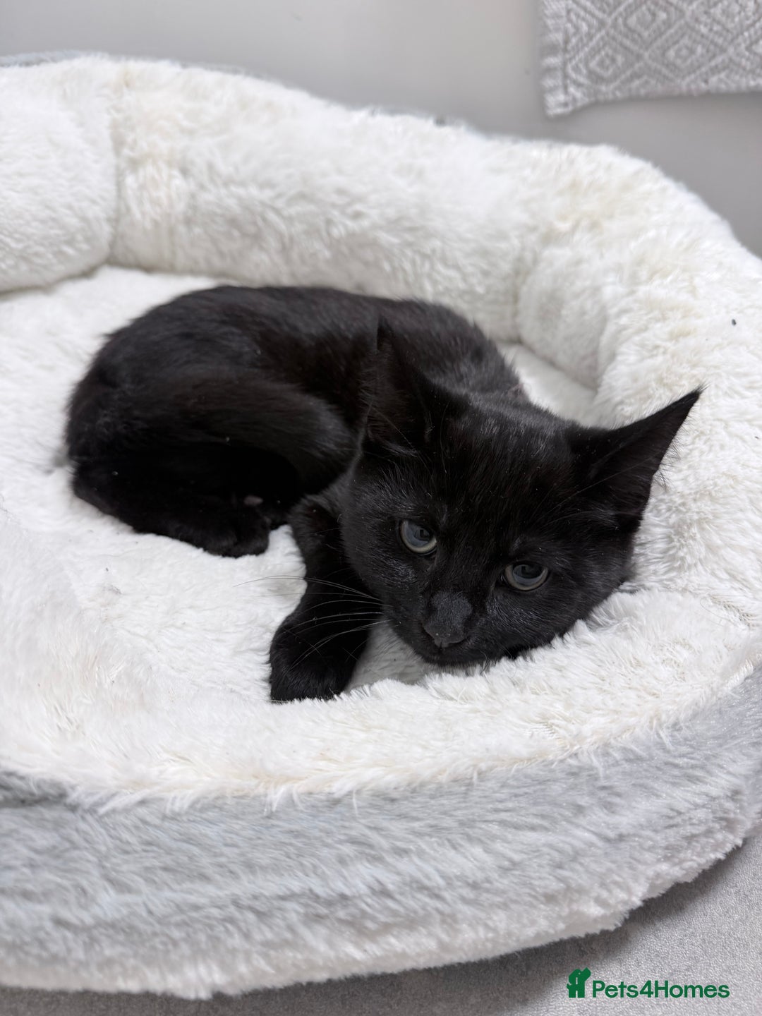 Mixed Breed cats for sale: Male and female kitten  - Advert 2