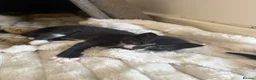 Mixed Breed cats for sale: 🐾 Adorable Kittens for Sale 🐾 - Advert 6