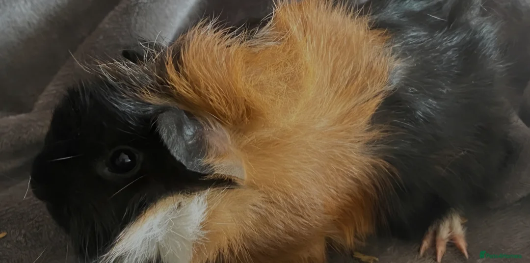 Guinea Pig rodents for sale: Male Guinea Pig For Sale (1 Year Old)  - Advert 3