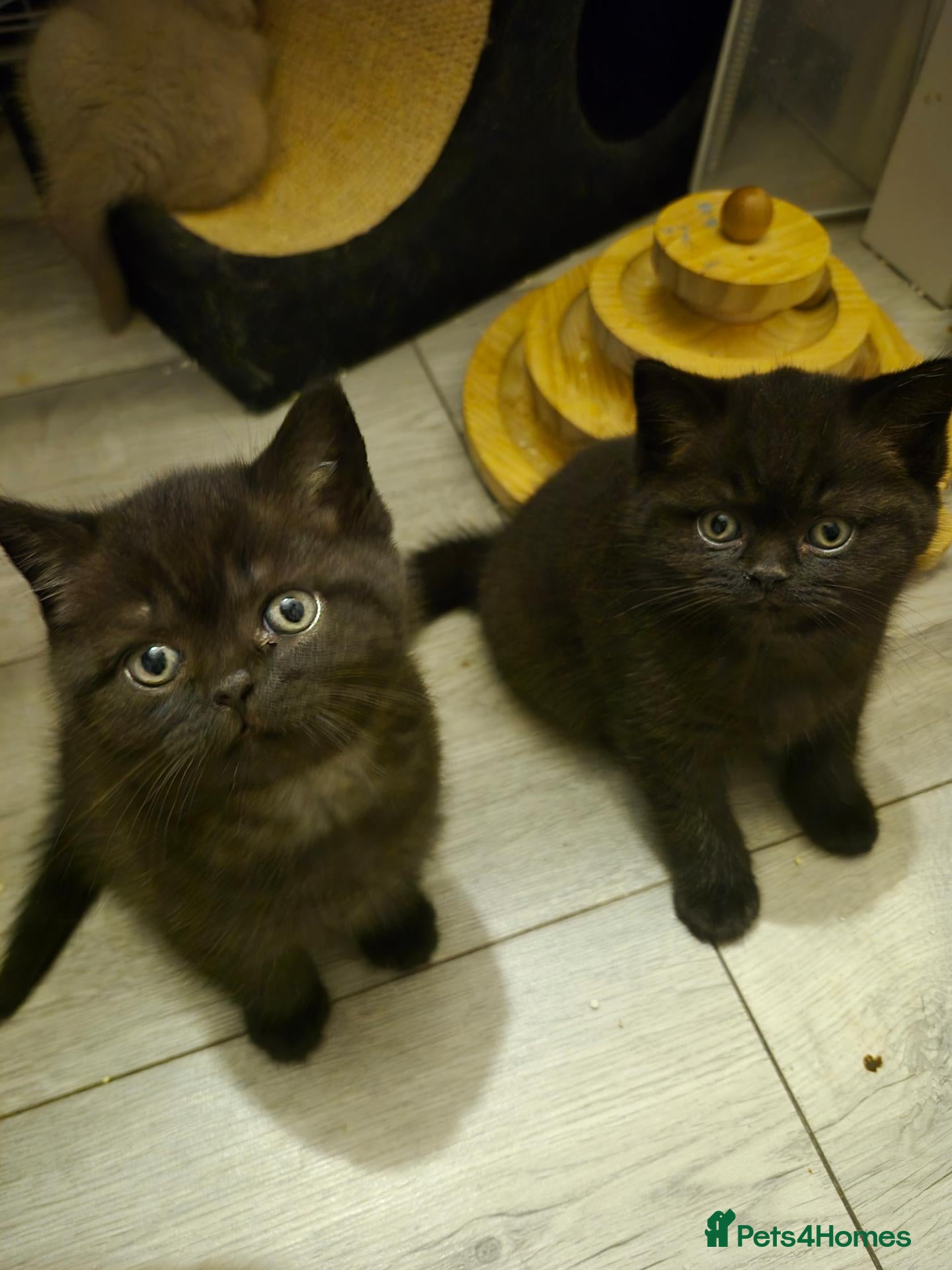 British Shorthair cats British shorthair kittens - Advert 1