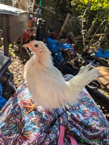 Chickens poultry - Advert 1