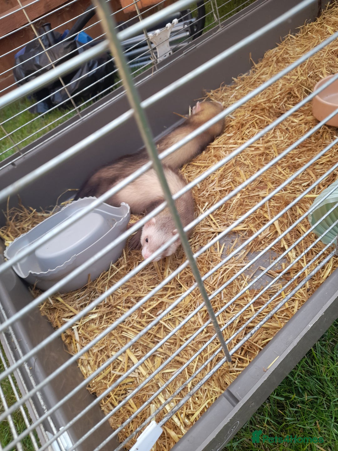 Ferret rodents for sale: X2 male ferrets free to good home - Image 3