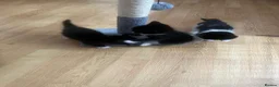 Mixed Breed cats for sale: Cross ragdolls kittens for sale  in Hereford - Advert 2