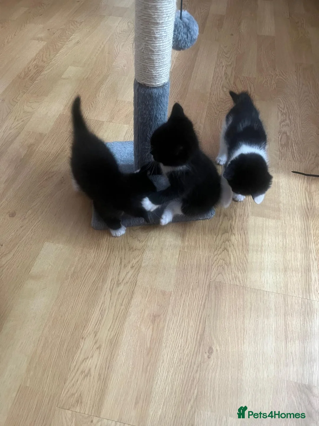 Mixed Breed cats for sale: Cross ragdolls kittens for sale  in Hereford - Advert 2