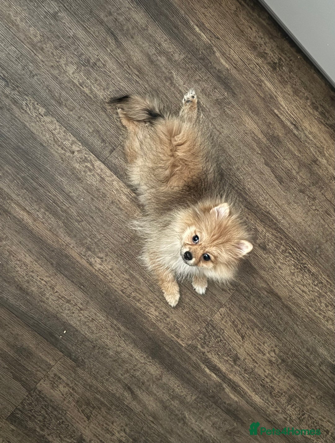 Pomeranian dogs for sale: Beautiful Little Boy Pomeranian - Image 4