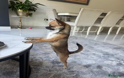 Chihuahua dogs for sale: Chihuahua Apple head  - Image 6