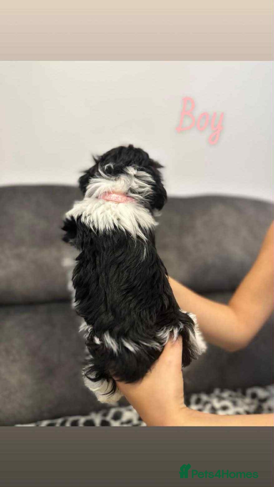 Shih Tzu dogs for sale: 🩷 Beautiful Shitzu Puppies 🩷 - Image 20