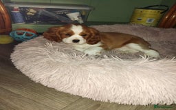 Cavalier King Charles Spaniel dogs for sale: King Charles cavalier 1 boy left!  - Image 21