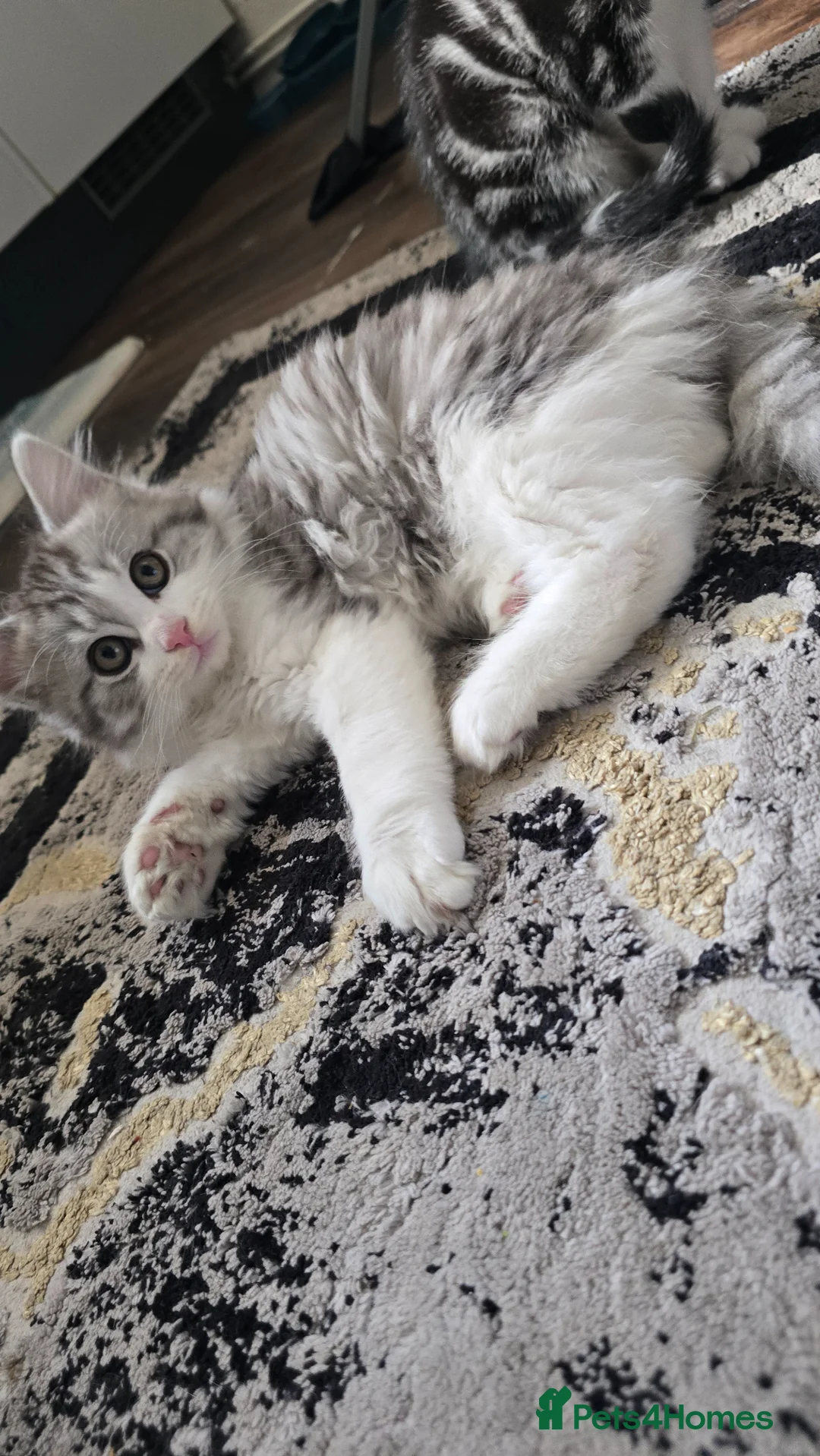 British Shorthair cats for sale: Mixed british short hair - Advert 9