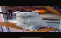 Maine Coon cats for stud: STUD Rare Maine Coon - Image 2