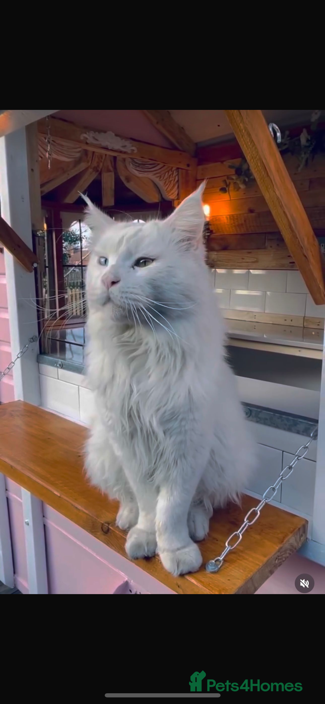 Maine Coon cats for stud: STUD Rare Maine Coon - Image 2