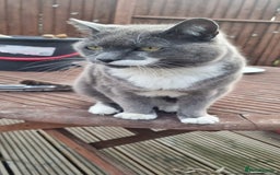 Mixed Breed cats for sale: Desperate rehome needed! - Image 2