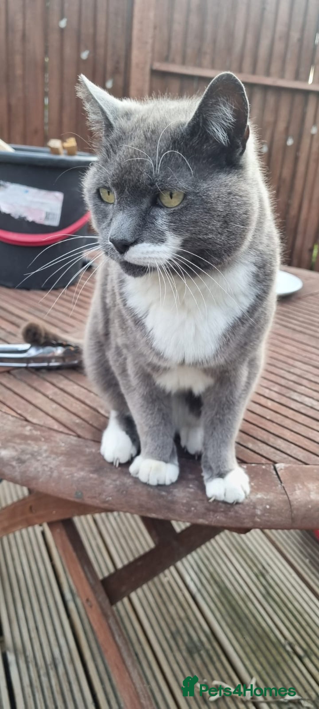 Mixed Breed cats for sale: Desperate rehome needed! - Image 2