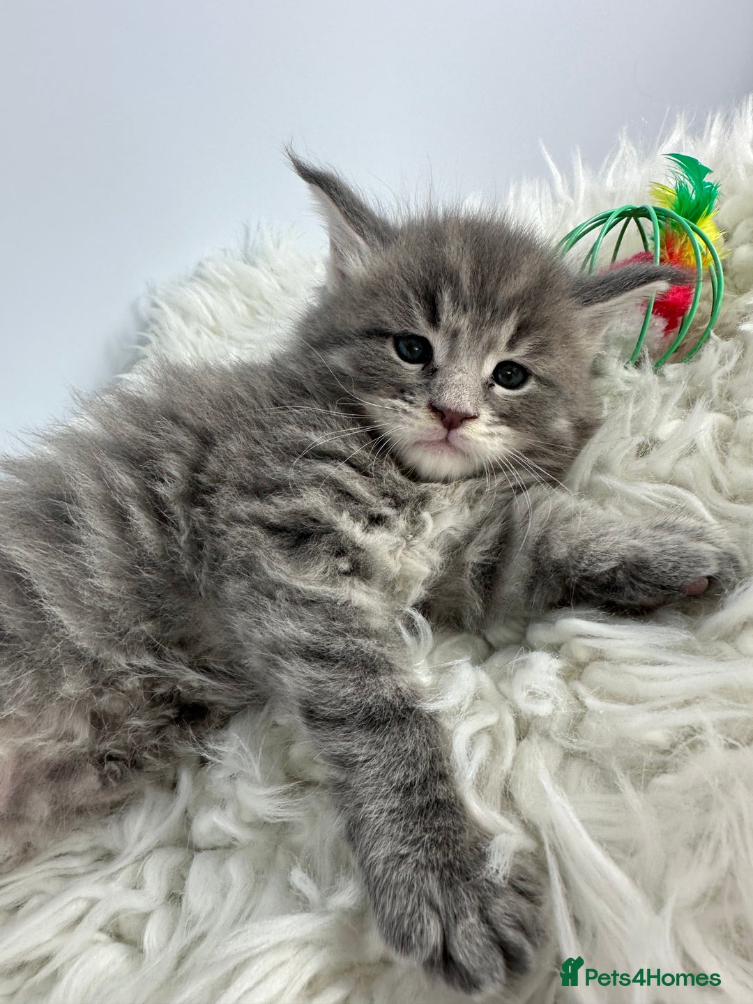 Maine Coon cats for sale: 6 Gorgeous Pure Breed Maine Coon Kittens - Advert 37