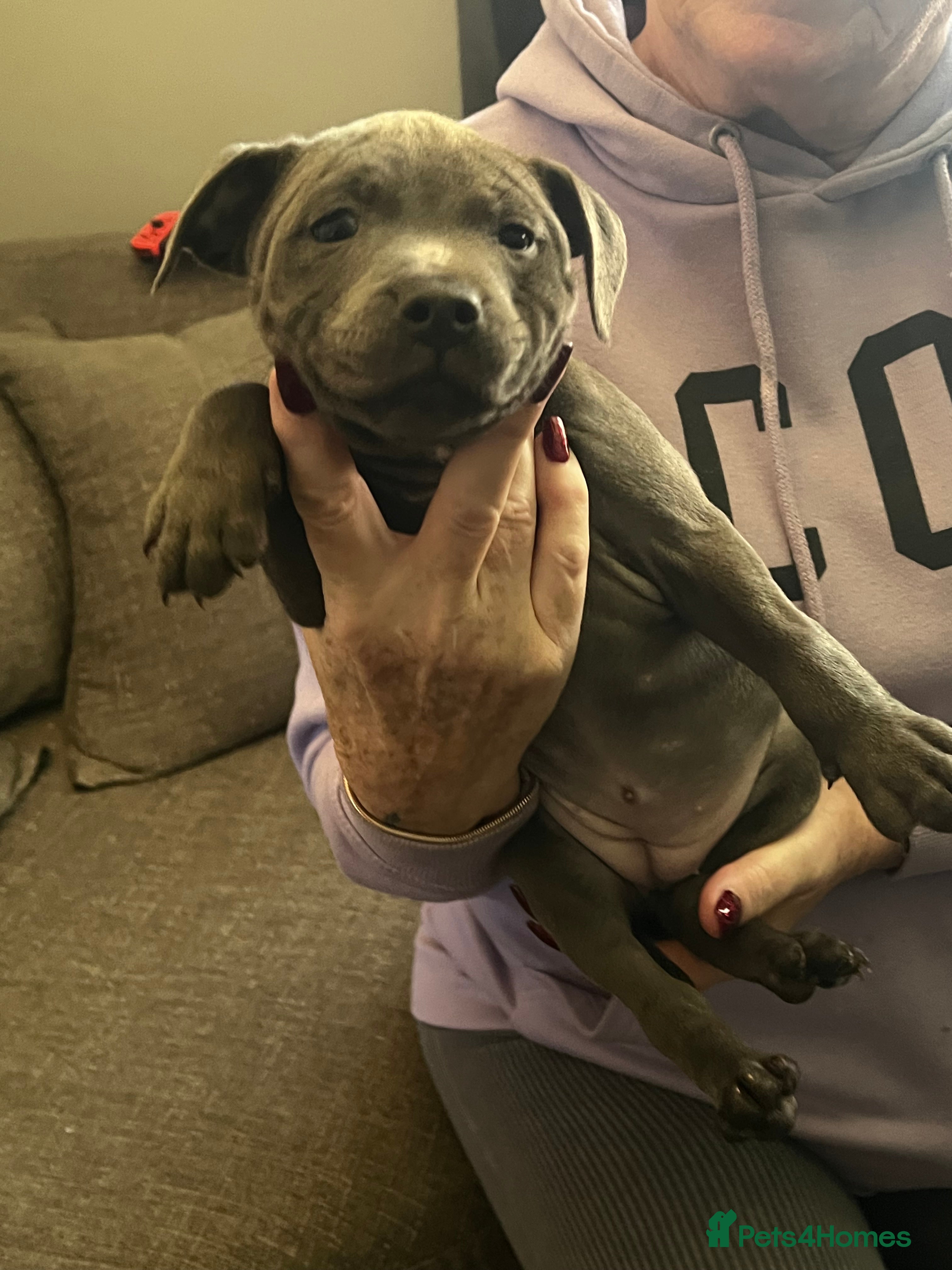 Staffordshire Bull Terrier dogs Stunning stocky blue Staffordshirebull terrier  - Advert 6