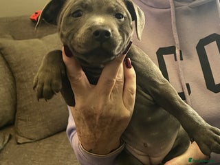 Staffordshire Bull Terrier dogs Stunning stocky blue Staffordshirebull terrier - Advert 6