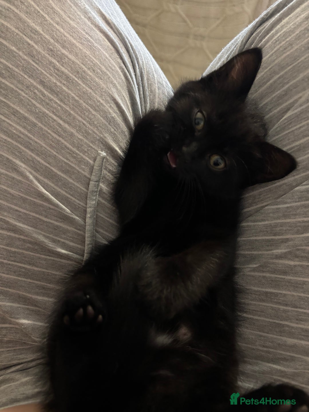 Mixed Breed cats for sale: Ragdoll/domestic shorthair  - Image 18