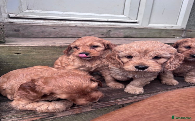 Cockapoo dogs - Advert 16