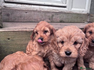 Cockapoo dogs - Advert 1