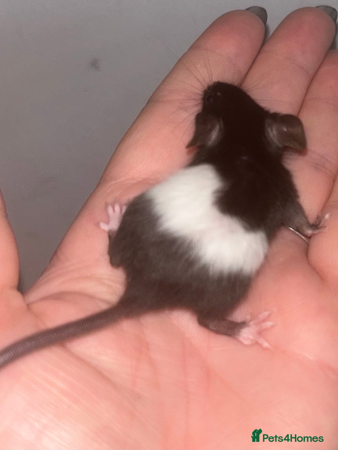 Mouse rodents for sale: Fancy mice 3 boys available  - Image 8