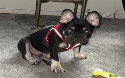 French Bulldog dogs for sale: Beautiful Health Checked French bulldog  - Image 3