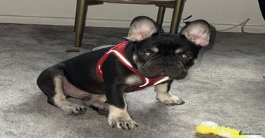 French Bulldog dogs - Advert 12