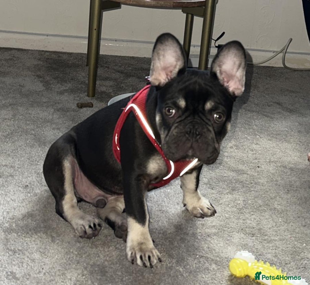 French Bulldog dogs for sale: Beautiful Health Checked French bulldog  - Image 3