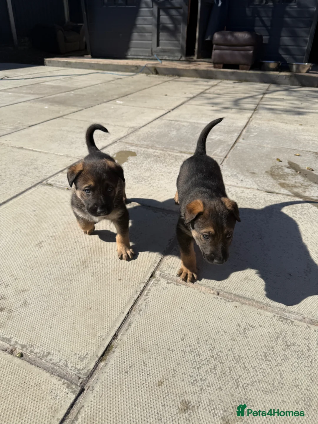 Mixed Breed dogs for sale: German shepherd x black Belgian Malinois in Southport - Advert 2