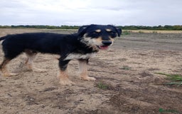 Lurcher dogs for sale: Beautiful Lurcher boy - Image 4
