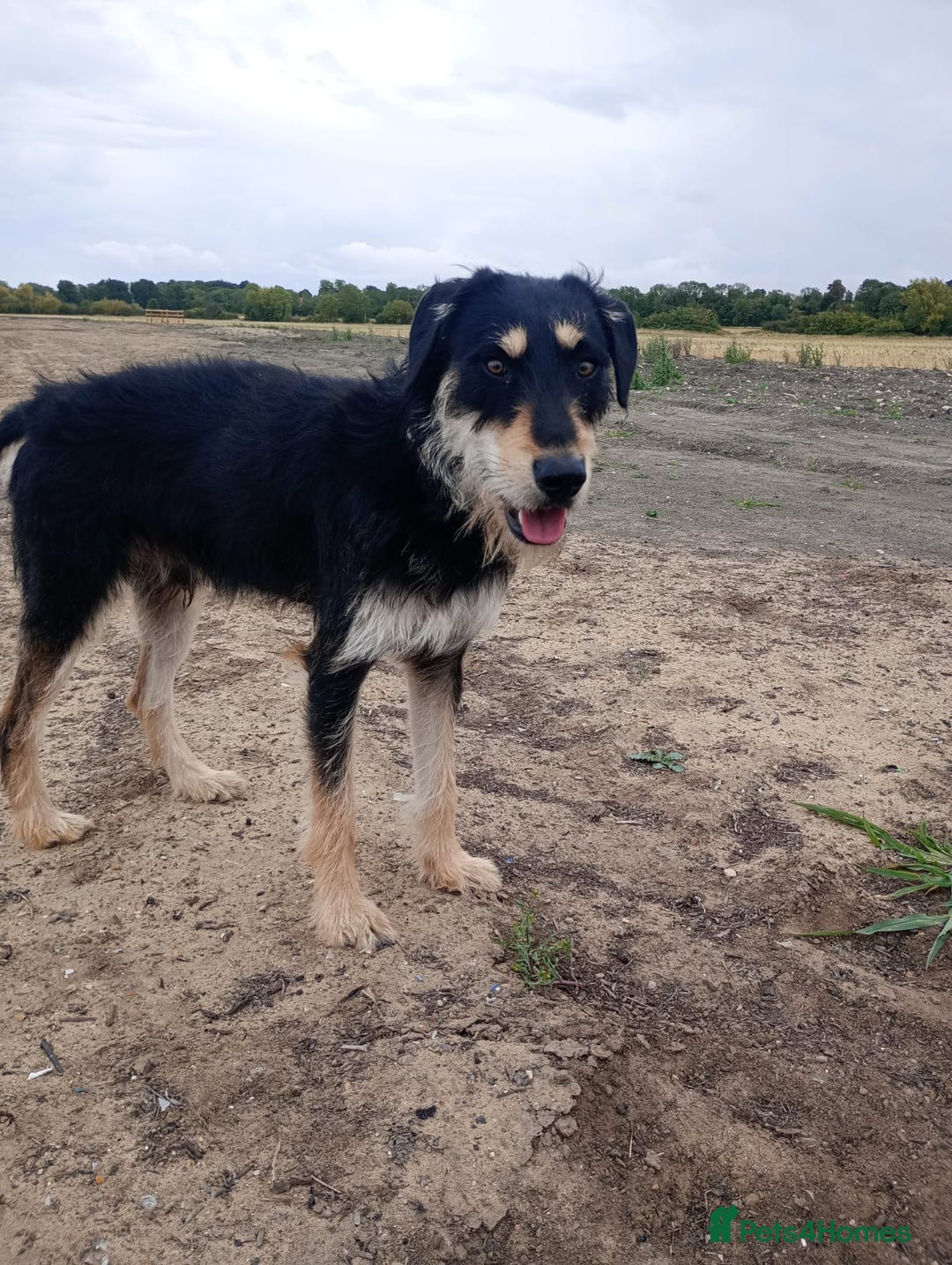 Lurcher dogs for sale: Beautiful Lurcher boy - Image 4