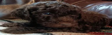 Labradoodle 3