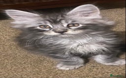 Maine Coon cats for sale: Ready 22.11.2025 - Advert 6