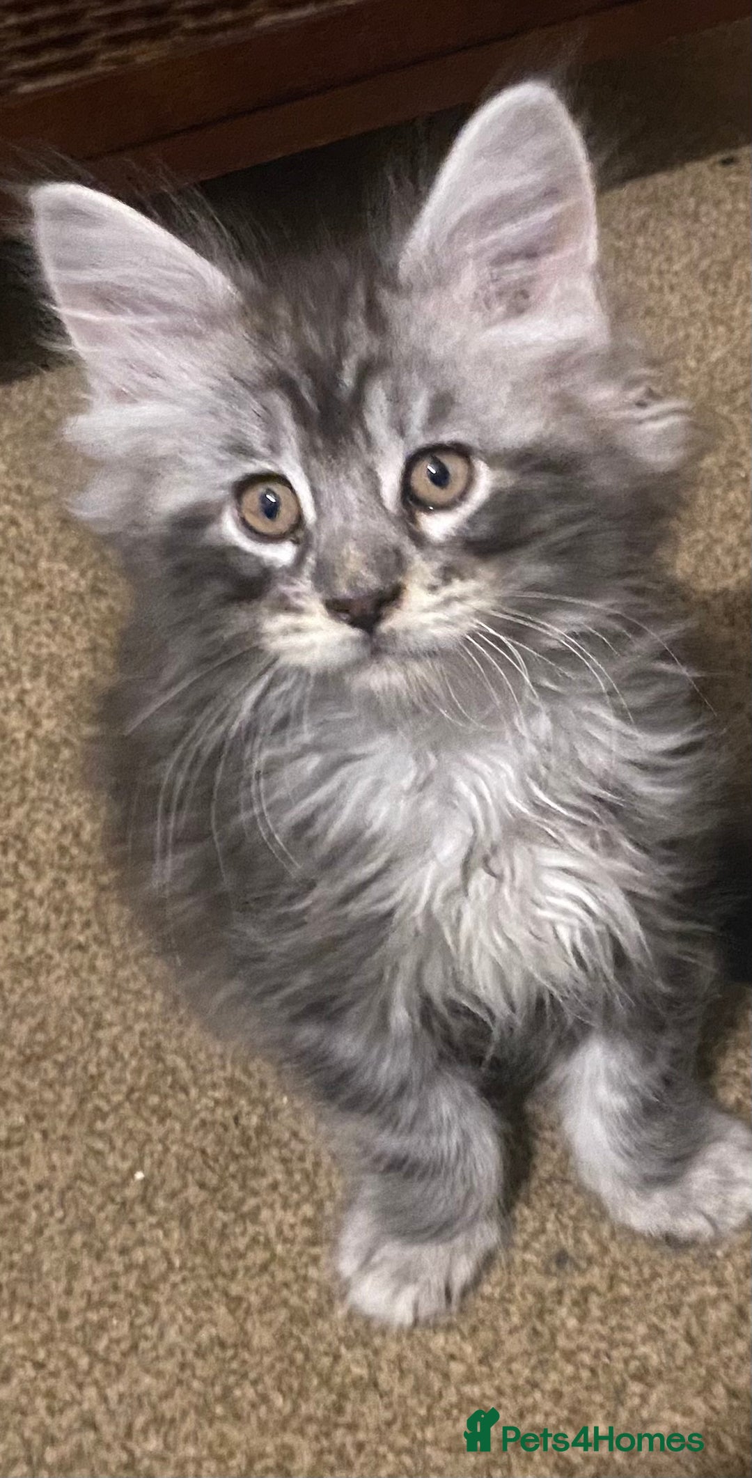 Maine Coon cats for sale: Ready 22.11.2025 - Advert 6