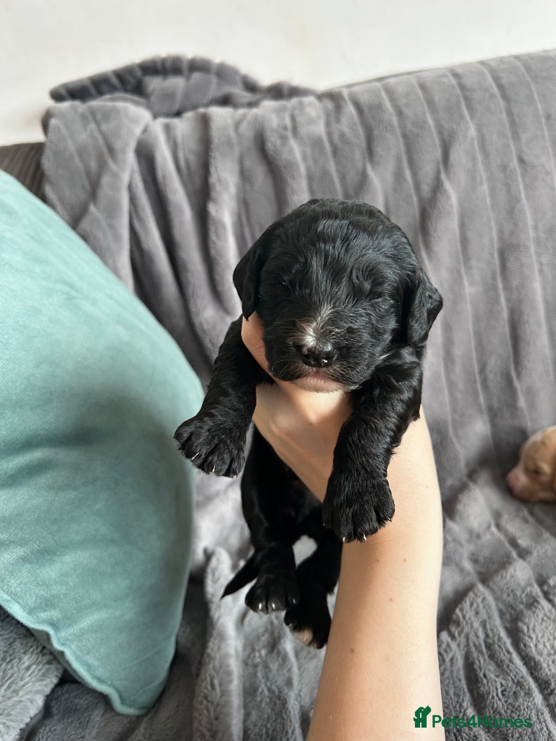 Cockapoo dogs for sale: Stunnning cockerpoos  - Image 9
