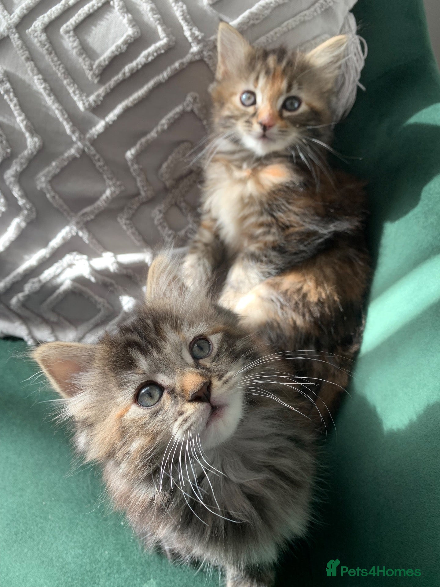 Mixed Breed cats longhaired female kittens (half Ragdoll mother)  - Advert 1