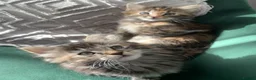 Mixed Breed cats for sale: longhaired female kittens (half Ragdoll mother)  - Advert 1