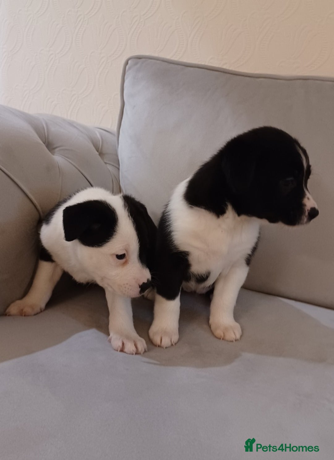 Border Collie dogs for sale: PBC Puppies - Border collie  - Advert 7
