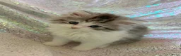 Persian cats for sale: Chinchilla persian kittens in Maidstone - Advert 10