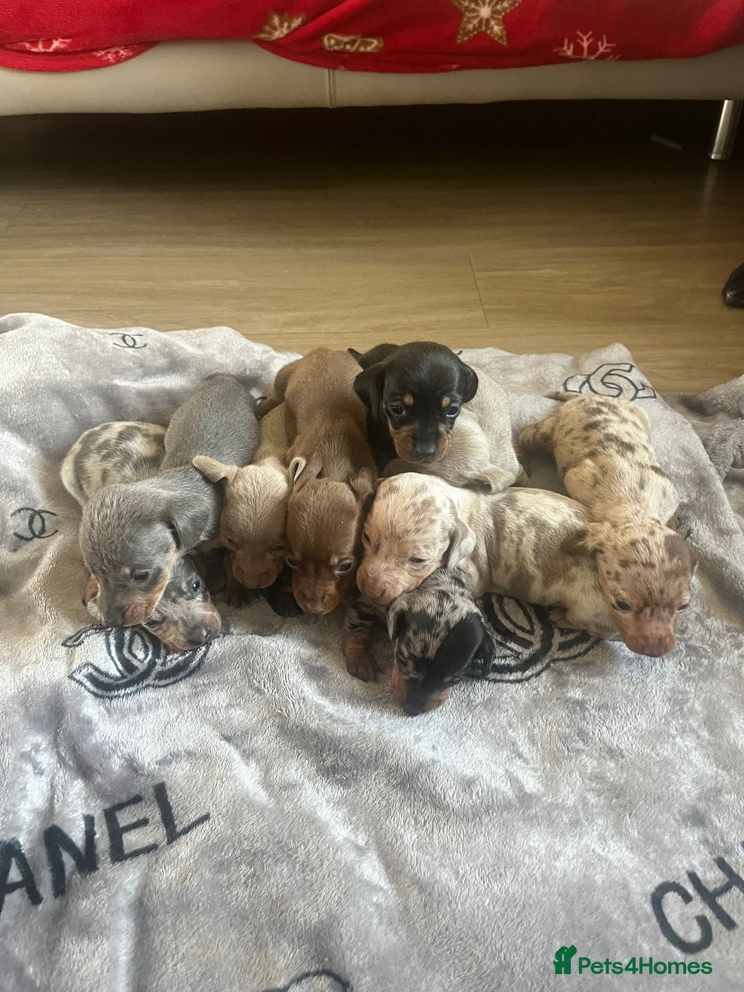 Miniature Dachshund dogs for sale: Stunning litter of mini dachshunds  - Advert 2